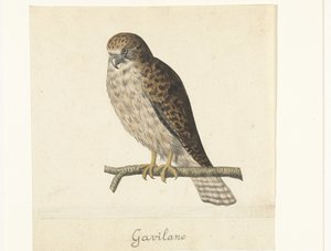 Turmfalke
