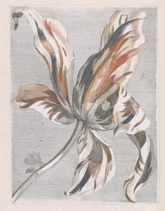 Tulpe von Anonymous