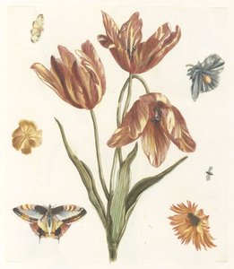 Tulpen, andere Blumen, Schmetterlinge und eine Fliege