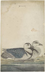 Zwei Enten von Anonymous