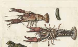 Zwei Langusten und eine Raupe (Cangrejos, Lombard Album) von Anonymous