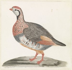 Rebhuhn