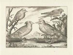 Vier Vögel von Anonymous