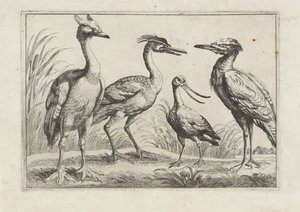 Vier Watvögel (Verschiedene Vogelarten) von Anonymous