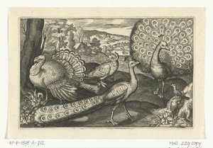 Fünf Vögel darunter ein Löffler
