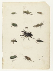 Fliegender Hirsch, zwei Heuschrecken und acht Käfer von Anonymous