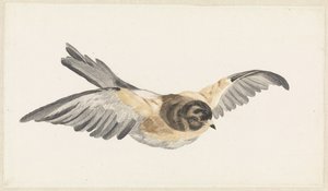 Bergfink (Fringilla montifringilla)