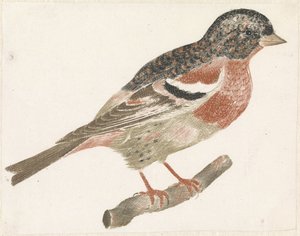 Vogel auf einem Ast nach rechts, möglicherweise ein Gimpel