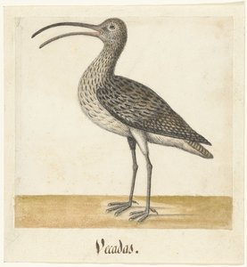 Brachvogel