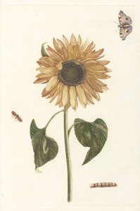 Sonnenblume, Raupe und zwei Schmetterlinge
