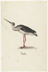 Schwarzer Reiter (Vecada) von Anonymous
