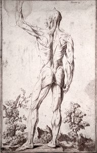 Anatomische Studie des menschlichen Muskelsystems (Gravur)