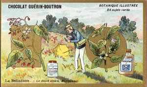 Belladonna: die bittersüße Medizin. Gravur (Chromo). Werbechromolithographie für Guerin-Boutron-Schokoladen, späte 19. Jahrhundert. Illustrierte Botanische Serie von Anonymous Anonymous