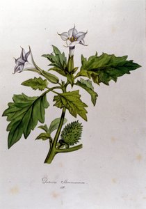 Botanische Tafel: Datura Stramonium. Gravur in 