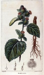 Botanische Tafel: Klette (Arctium). Farbgravur aus dem 19. Jahrhundert