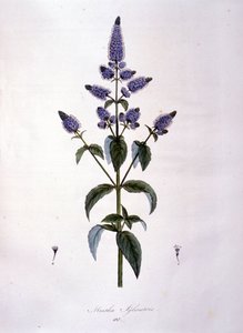 Botanische Tafel: Wilde Minze (Mentha sylvestris). Gravur des 19. Jahrhunderts