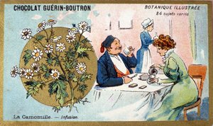 Kamille: Aufguss. Gravur (Chromo). Werbechromolithographie für Guerin-Boutron-Schokoladen, Ende des 19. Jahrhunderts. Illustrierte botanische Serie von Anonymous Anonymous