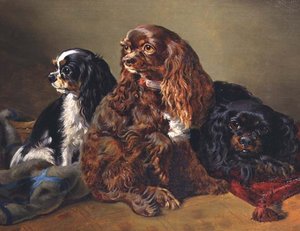 King Charles Spaniels