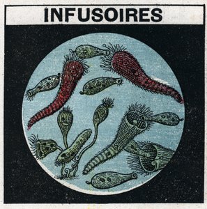 Lichtprojektion: Verwendung einer Projektionslaterne zur Beobachtung von Infusorien. Anonyme Illustration von 1925. Private Sammlung. von Anonymous Anonymous