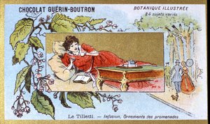Linde: Aufguss, Spaziergangsornamente. Chromolithographie-Werbung für Guerin-Boutron-Schokoladen, späte 19. Jahrhundert. Illustrierte Botanische Serie