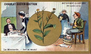 Senf dient als Reizmittel. Gravur (Chromo). Werbe-Chromolithographie für Guerin-Boutron-Schokoladen, Ende des 19. Jahrhunderts. Illustree Botanische Serie von Anonymous Anonymous