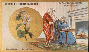 Veilchen als Kräutertee. Gravur (Chromo). Werbechromolithographie für Guerin-Boutron-Schokoladen, Ende des 19. Jahrhunderts. Illustrierte botanische Serie von Anonymous Anonymous
