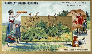 Rhabarber: russisches Nahrungsmittel und Medizin. Gravur (Chromo). Werbe-Chromolithographie für Guerin-Boutron-Schokoladen, Ende des 19. Jahrhunderts. Illustree Botanische Serie von Anonymous Anonymous