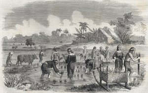 Reisanbau in Manila auf den Philippinen im Jahr 1864. Anonyme Gravur. Private Sammlung.
