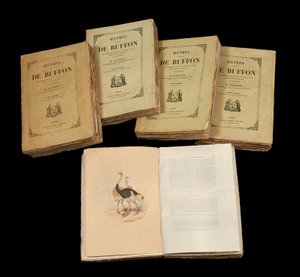 Die vollständigen Werke von Buffon (1707 - 1788) - Private Sammlung