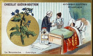 Die Borretsch, schweißtreibend. Chromolithographie-Werbung für Guerin-Boutron-Schokoladen, späte 19. Jahrhundert. Illustrierte Botanische Serie
