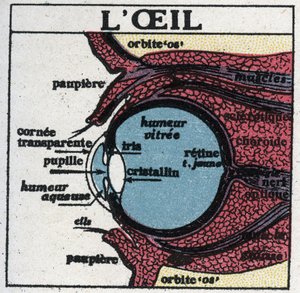 Das Auge: Querschnitt eines menschlichen Auges. Anonyme Illustration von 1925. Private Sammlung.
