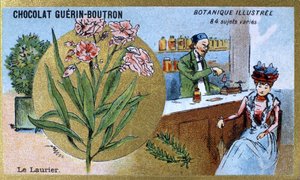 Der Lorbeer. Gravur (Chromo). Werbechromolithographie für Guerin-Boutron-Schokoladen, Ende des 19. Jahrhunderts. Illustrierte botanische Serie