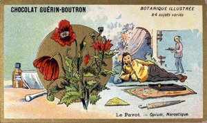 Der Mohn: Opium, Betäubungsmittel. Gravur (Chromo). Werbe-Chromolithographie für Guerin-Boutron-Schokoladen, Ende des 19. Jahrhunderts. Illustree Botanische Serie von Anonymous Anonymous