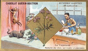 Valerian: Angst vor Katzen, seine Beschäftigung in der Pharmazie. Gravur (Chromo). Werbechromolithographie für Guerin-Boutron-Schokoladen, Ende des 19. Jahrhunderts. Illustree Botanische Serie von Anonymous Anonymous