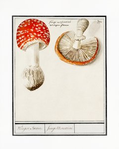 Fliegenpilz, Amanita muscaria von Anselmus Boëtius de Boodt