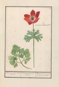 Anemone