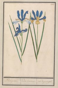 Blaue Schwertlilie (Iris sibirica)