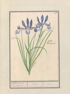 Blaue Schwertlilie (Iris sibirica)