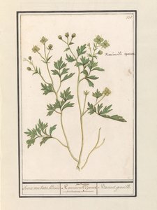 Butterblume (Ranunculus)