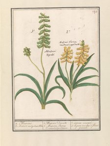 Traubenhyazinthe (Muscari)