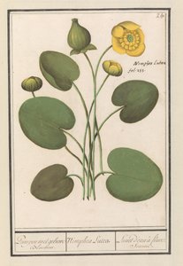 Gele Plomp (Nuphar lutea)