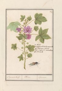 Große Käsepappel (Malva sylvestris) von Anselmus Boëtius de Boodt