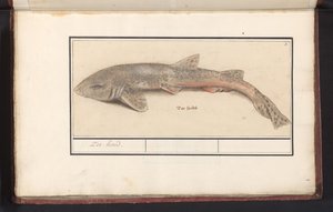 Kleingefleckter Katzenhai (Scyliorhinus canicula) von Anselmus Boëtius de Boodt