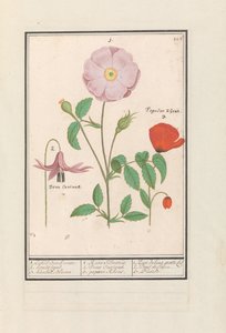 Hondstand (Erythronium), wilde Rose (Rosa) und eine Klatschmohn (Papaver) von Anselmus Boëtius de Boodt