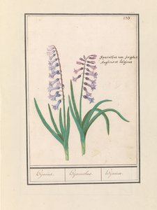 Hyazinthe (Hyacinthus orientalis)