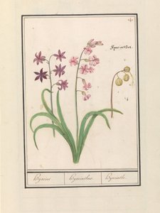 Hyazinthe (Hyacinthus orientalis)