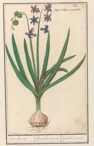 Hyazinthe (Hyacinthus orientalis)