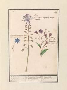 Hyazinthe (Muscari comosum) und Kornblume (Centaurie)