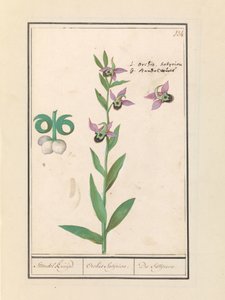 Lachende Hummel-Orchidee (Ophrys bombyliflora) und Anemonen (Anemone)