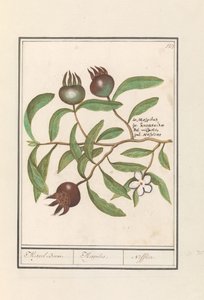 Mispel (Mespilus germanica) von Anselmus Boëtius de Boodt
